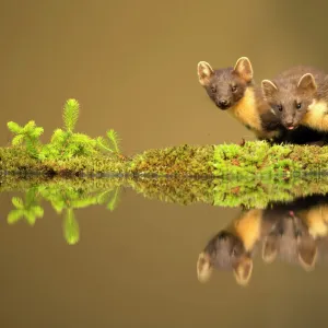 Pine marten (Martes martes) reflected in water, Ardnamurchan Peninsula, west coast of Scotland, UK