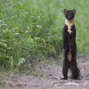 Pine marten Print, standing on hind legs Pine marten Print, standing on hind legs