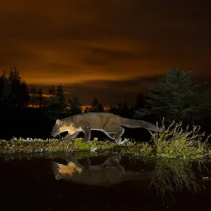 Pine marten (Martes martes) walking along edge of water, orange glow in sky behind