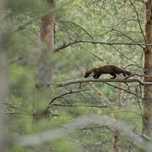 Pine marten (Martes martes) youngster moving through branches in woodland, Beinn
