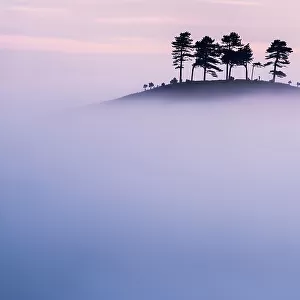 Pine (Pinus sp) trees on Colmer's Hill, in morning mist. Near Bridport, Dorset, England, UK. September 2012