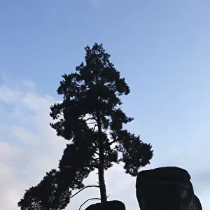 Pine tree growing on rock silhouetted, Jetrichovice, Ceske Svycarsko / Bohemian Switzerland