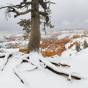 Winter Pine Tree Print, Bryce Canyon National Park