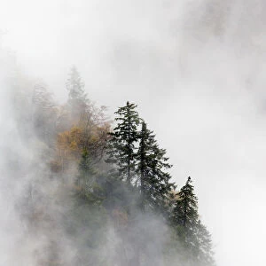 Pine trees in their landscape emerging from the clouds and mist, Ballons des Vosges