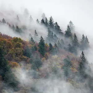Pine trees in misty landscape, Ballons des Vosges Regional Natural Park, Vosges Mountains, France, October 2014 Pine trees in misty landscape, Ballons des Vosges Regional Natural Park, Vosges Mountains, France, October 2014