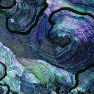 Pink abalone (Haliotis corrugata) shell detail, Guadalupe Island Biosphere Reserve Pink abalone (Haliotis corrugata) shell detail, Guadalupe Island Biosphere Reserve