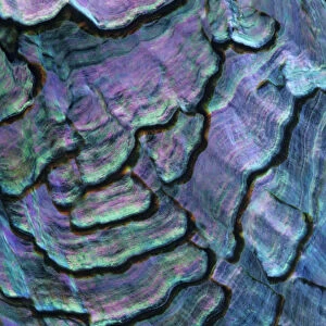Pink abalone (Haliotis corrugata) shell detail, Guadalupe Island Biosphere Reserve