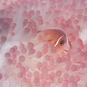 Pink anemonefish (Amphiprion perideraion) in host anemone. Papua New Guinea