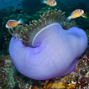 Pink anemonefish (Amphiprion perideraion) in a purple Magnificent sea anemone (Heteractis