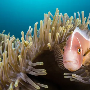 Pink anemonefish (Amphiprion perideraion) looks out from its host Magnificent sea anemone