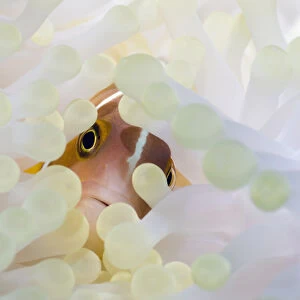 Pink anemonefish (Amphiprion perideraion) with anemone showing the effects of bleaching