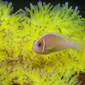 Pink anemonefish (Amphiprion perideraion) with host anemone (Heteractis magnifica) Pink anemonefish (Amphiprion perideraion) with host anemone (Heteractis magnifica)