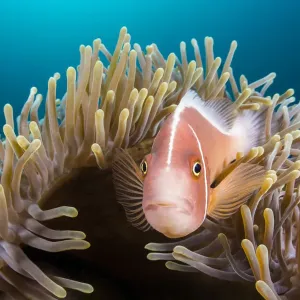 Pink anemonefish (Amphiprion perideraion) looks out from its host Magnificent sea anemone Pink anemonefish (Amphiprion perideraion) looks out from its host Magnificent sea anemone