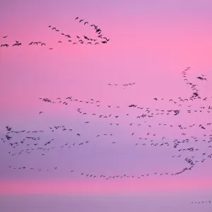 Pink-footed Geese (Anser brachyrhynchus) in flight at dusk. The Wash. Norfolk, January