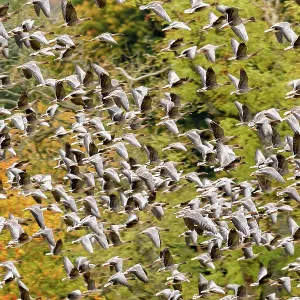 Pink footed geese (Anser brachyrhynchus) flock taking flight Pink footed geese (Anser brachyrhynchus) flock taking flight