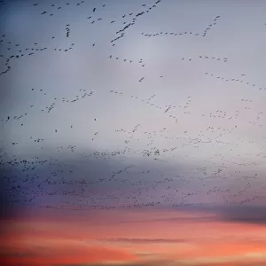 Pink-footed geese (Anser brachyrynchus) flocks in flight leaving overnight roost at dawn