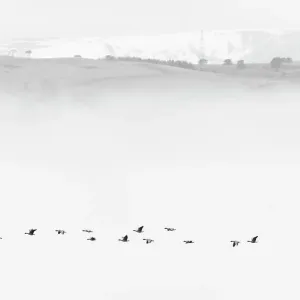 Weißbein-Gans (Anser brachyrhynchus), Schwarm fliegt durch Nebel über Cromarty Firth im Hochland von Schottland Weißbein-Gans (Anser brachyrhynchus), Schwarm fliegt durch Nebel über Cromarty Firth im Hochland von Schottland