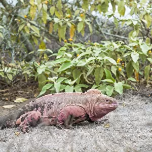 Pink iguana (Conolophus marthae), Wolf Volcano, Isabela Island, Galapagos
