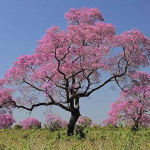 Pink Ipe trees (Tabebuia ipe / Handroanthus impetiginosus) in flower, Pantanal, Mato Grosso State