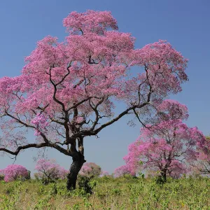 Pink Ipe trees (Tabebuia ipe / Handroanthus impetiginosus) in flower, Pantanal, Mato Grosso State