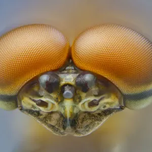 Pink Lady Mayfly Print: Close-up Image of Male Eyes Pink Lady Mayfly Print: Close-up Image of Male Eyes