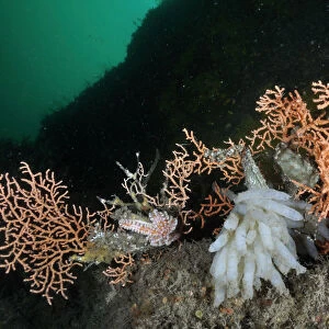 Pink sea fan / Warty coral (Eunicella verrucosa) with attached eggs of a Common squid
