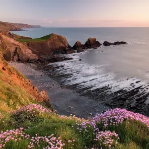 Pink thrift print, coastal cliff tops scene Pink thrift print, coastal cliff tops scene