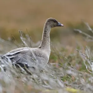 Ganso de pico rosa (Anser brachyrhynchus) en moorland de brezo quemado, Berwickshire, Scottish Borders, Escocia, Reino Unido. Octubre.
