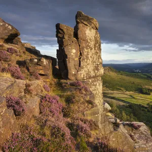 The Pinnacle Stone, Curbar Edge surrounded by flowering heather. Peak District National Park