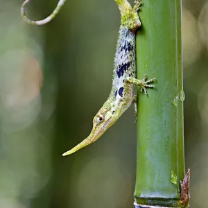 Pinocchio lizard (Anolis proboscis) male on stem, Mindo, Pichincha, Ecuador, Endangered