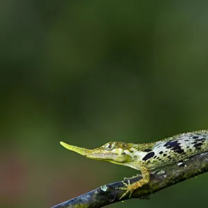 Pinocchio lizard (Anolis proboscis) male on twig, Mindo, Pichincha, Ecuador, January 2013