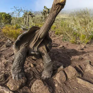 Pinzon giant tortoise (Chelonoidis duncanensis), saddleback type typical of arid island