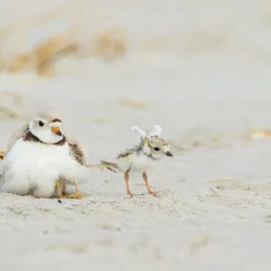 Piping Plover (Charadrius melodus) adult brooding chicks, one chick stretching its