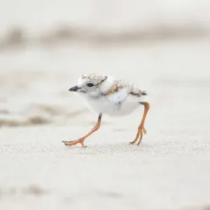 Piping Plover (Charadrius melodus), chick running along a beach, Massachusetts coast, USA. June Piping Plover (Charadrius melodus), chick running along a beach, Massachusetts coast, USA. June