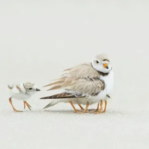 Plover di palude (Charadrius melodus) in cova con tre pulcini e un quarto che si avvicina, Massachusetts settentrionale, USA. Giugno. Specie a rischio estinzione. Plover di palude (Charadrius melodus) in cova con tre pulcini e un quarto che si avvicina, Massachusetts settentrionale, USA. Giugno. Specie a rischio estinzione.
