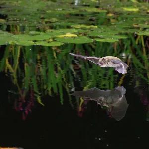 Pipistrelle bat (Pipistrellus pipistrellus) flying low over water. Surrey, England, August