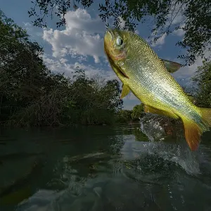 La piraputanga (Brycon hilarii) saute hors de l'eau pour attraper des fruits sur les branches penchées, Brésil. La piraputanga (Brycon hilarii) saute hors de l'eau pour attraper des fruits sur les branches penchées, Brésil.