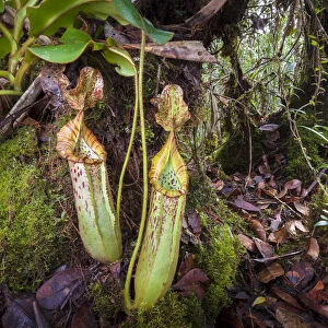 Pitcher plant (Nepenthes veitchii x stenophylla), a natural hybrid. Maliau Basin, Borneo