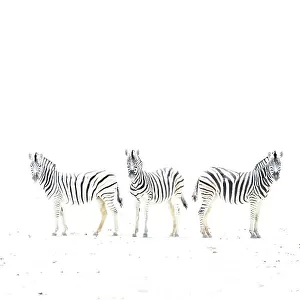 Plains zebra (Equus burchelli) three on dried mud plains, Etosha National Park, Namibia