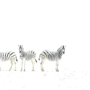 Plains Zebra Print, Etosha National Park, Namibia Plains Zebra Print, Etosha National Park, Namibia