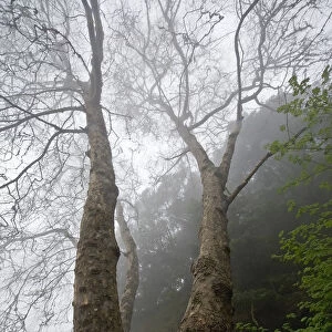 Plane tree (Platanus sp) in mist, Ribeiro Frio area, Madeira, March 2009