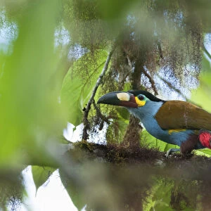 Plate billed mountain toucan (Andigena laminirostris) Bellavista cloud forest private reserve