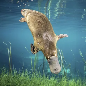 Platypus {Ornithorhynchus anatinus} swimming underwater Tasmania, Australia. Commposite