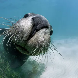 Playful juvenile Australian sea lion (Neophoca cinerea) greeting me in shallow water at Carnac Island in Western Australia