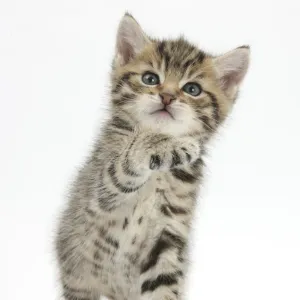 Playful tabby kitten, Stanley, 6 weeks