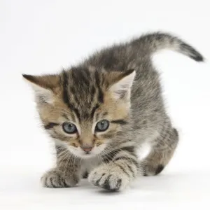 Playful tabby kitten, Stanley, 6 weeks