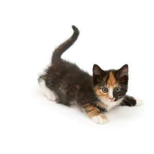 Playful tortoiseshell kitten