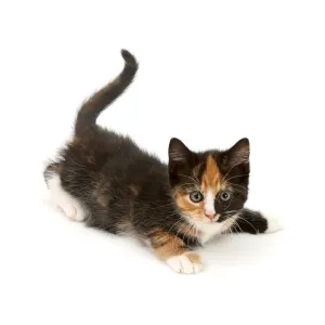 Playful tortoiseshell kitten