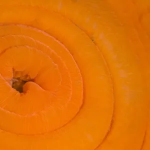 Detail of Plumose anemone (Metridium senile) in its retracted state at slack water