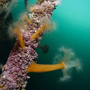 Plumose sea anemones (Metridium senile) on a ship wreck, Lofoten, Norway, November 2008 Plumose sea anemones (Metridium senile) on a ship wreck, Lofoten, Norway, November 2008